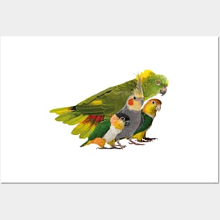 Parrots Posters and Art